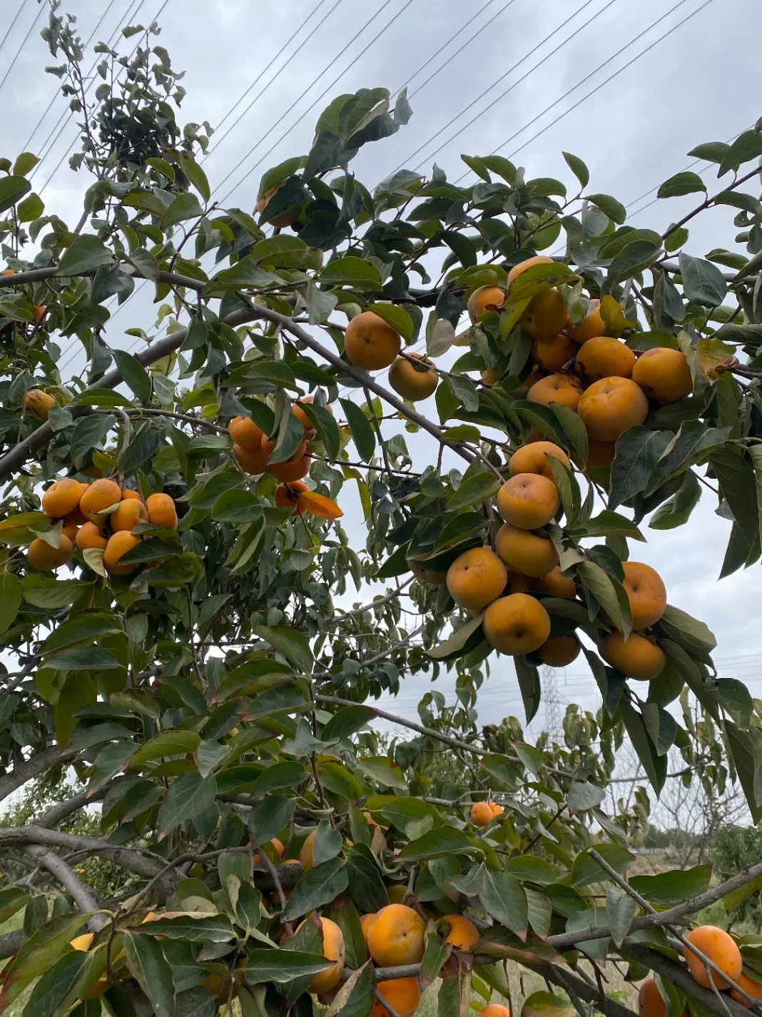 زمین باغ خرمالو ۴۰۰۰ متر بر خیابان لاملنگ
