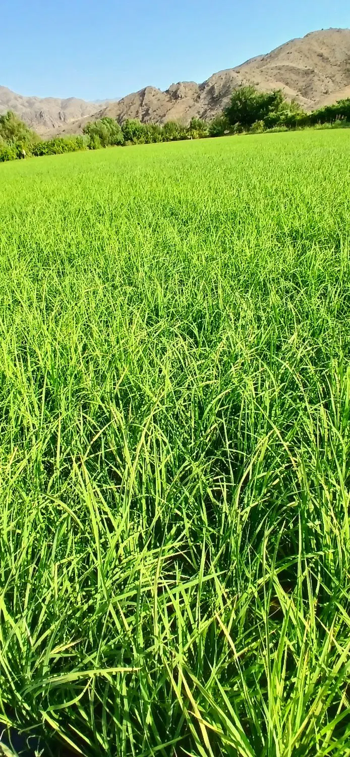 زمین مسکونی