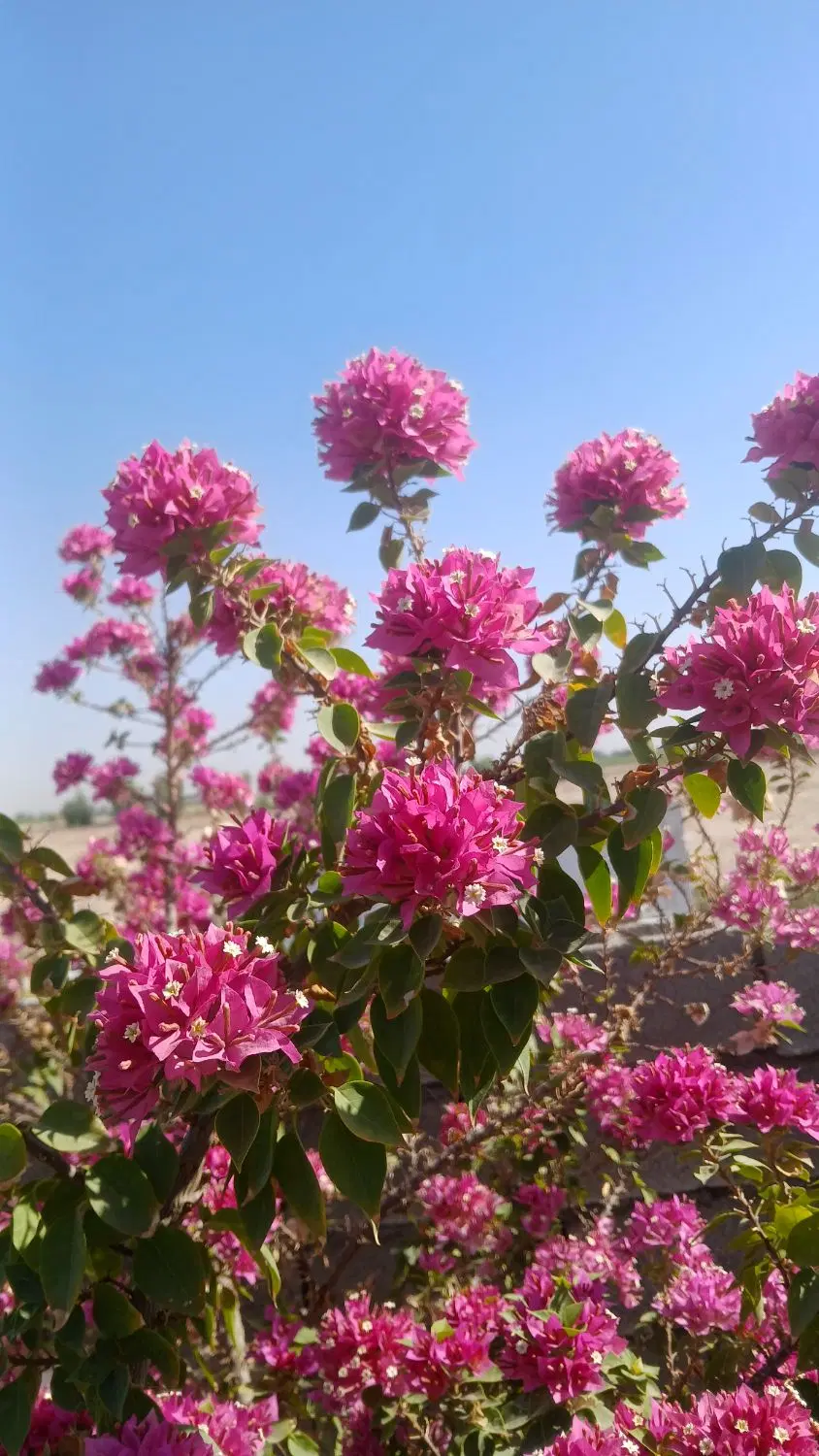 باغچه