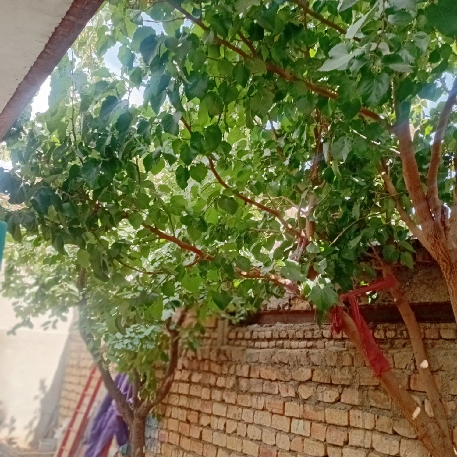 رهن خانه ویلایی دوبلکس