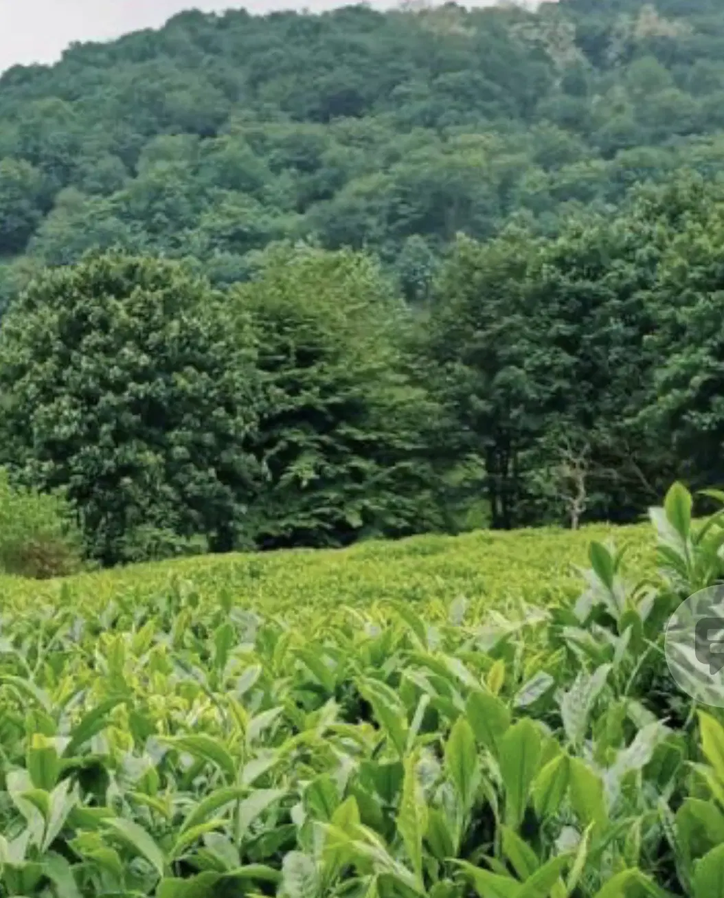 باغ چای