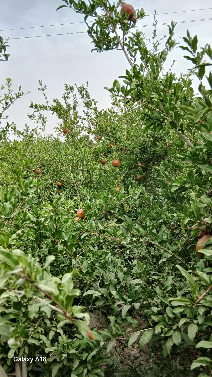 باغ انار