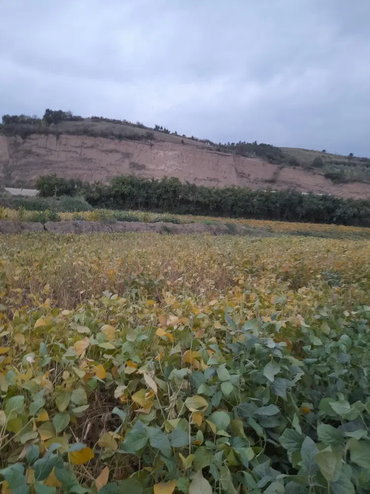 ۱۲۰۰ متر زمین مناسب باغ روستای سیدمیران