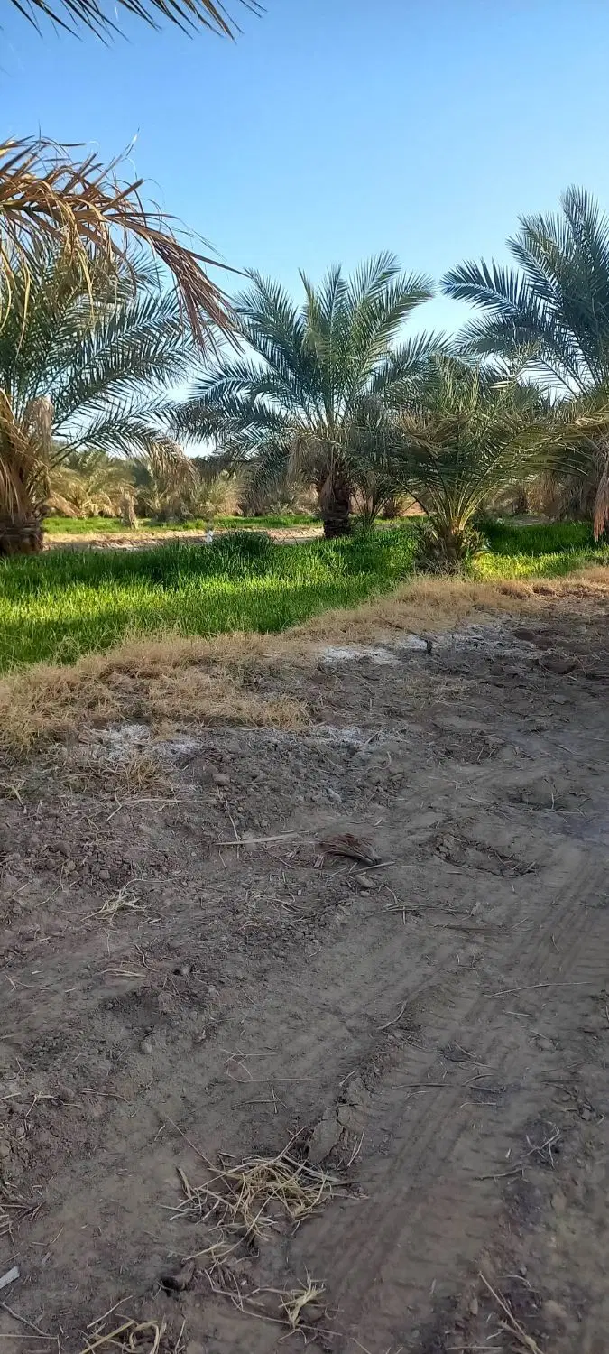 زمین