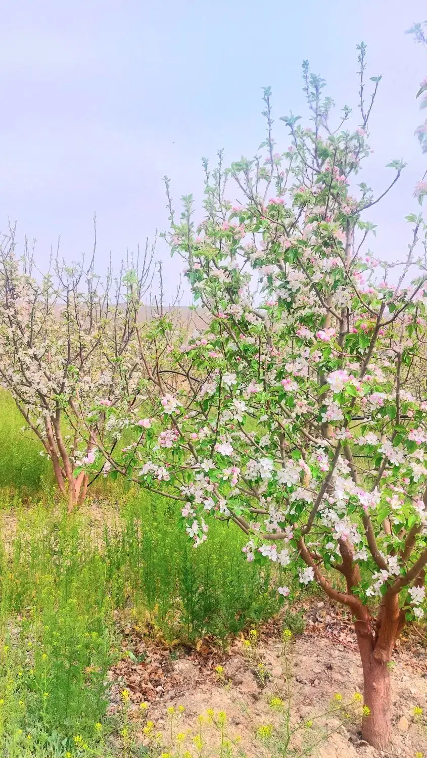 باغچه 200 متری_نزدیک تهران_گرما،بسرد دماوند