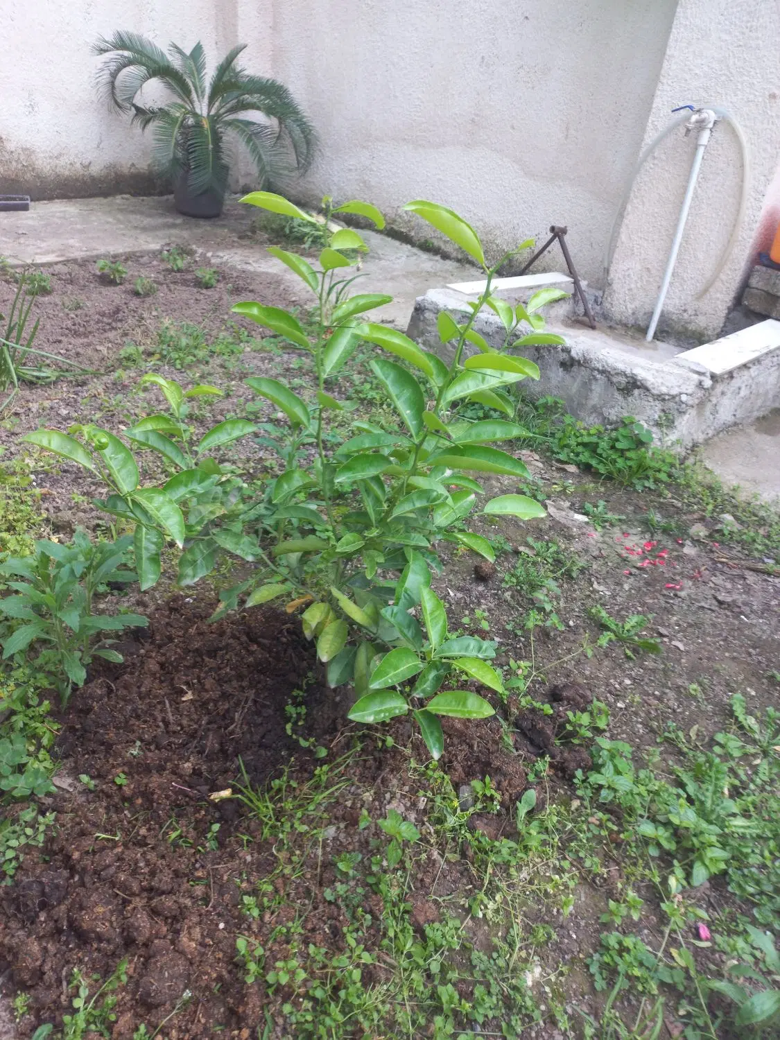 زمین مسکونی روستایی