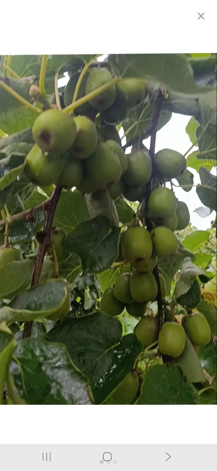 فروش باغ متری ۴میلیون چهاردیواری