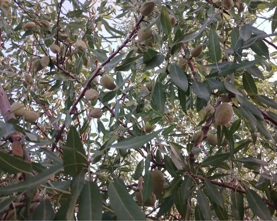 بادام زمین