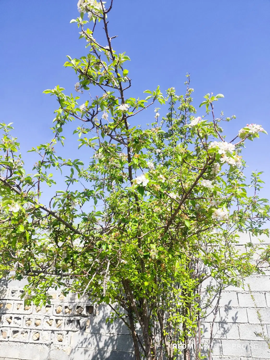 باغشهری مجموعه گلستانه دالین