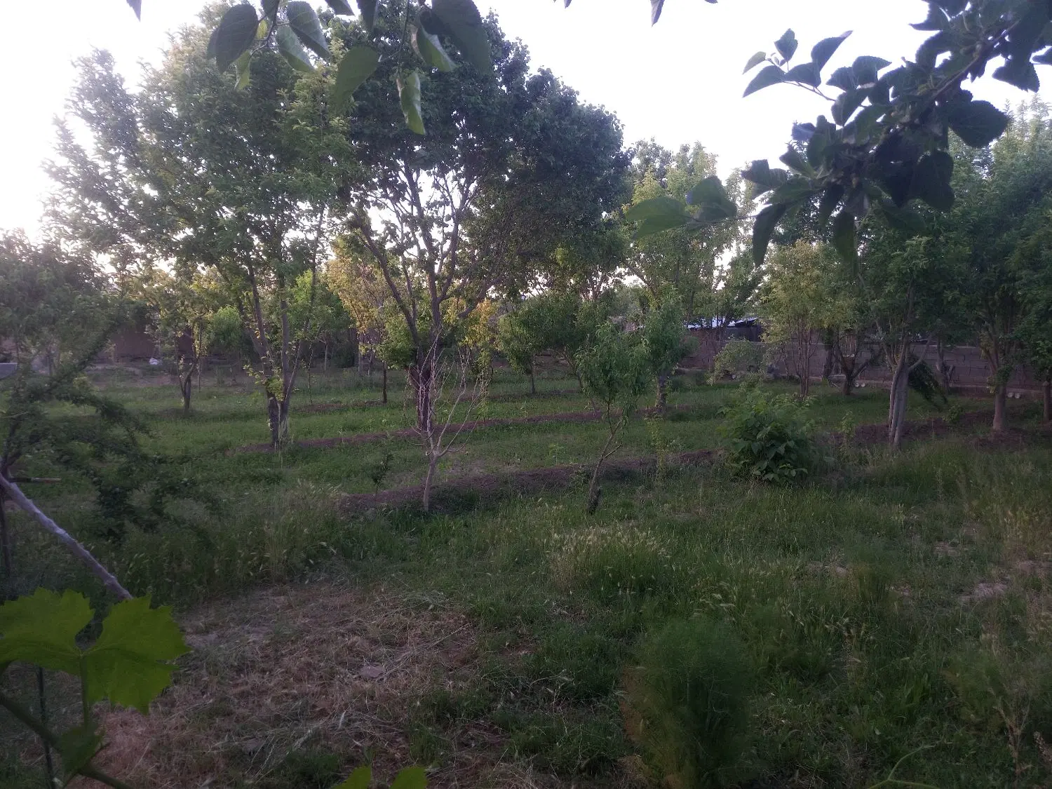 خانه باغ بهرامجرد