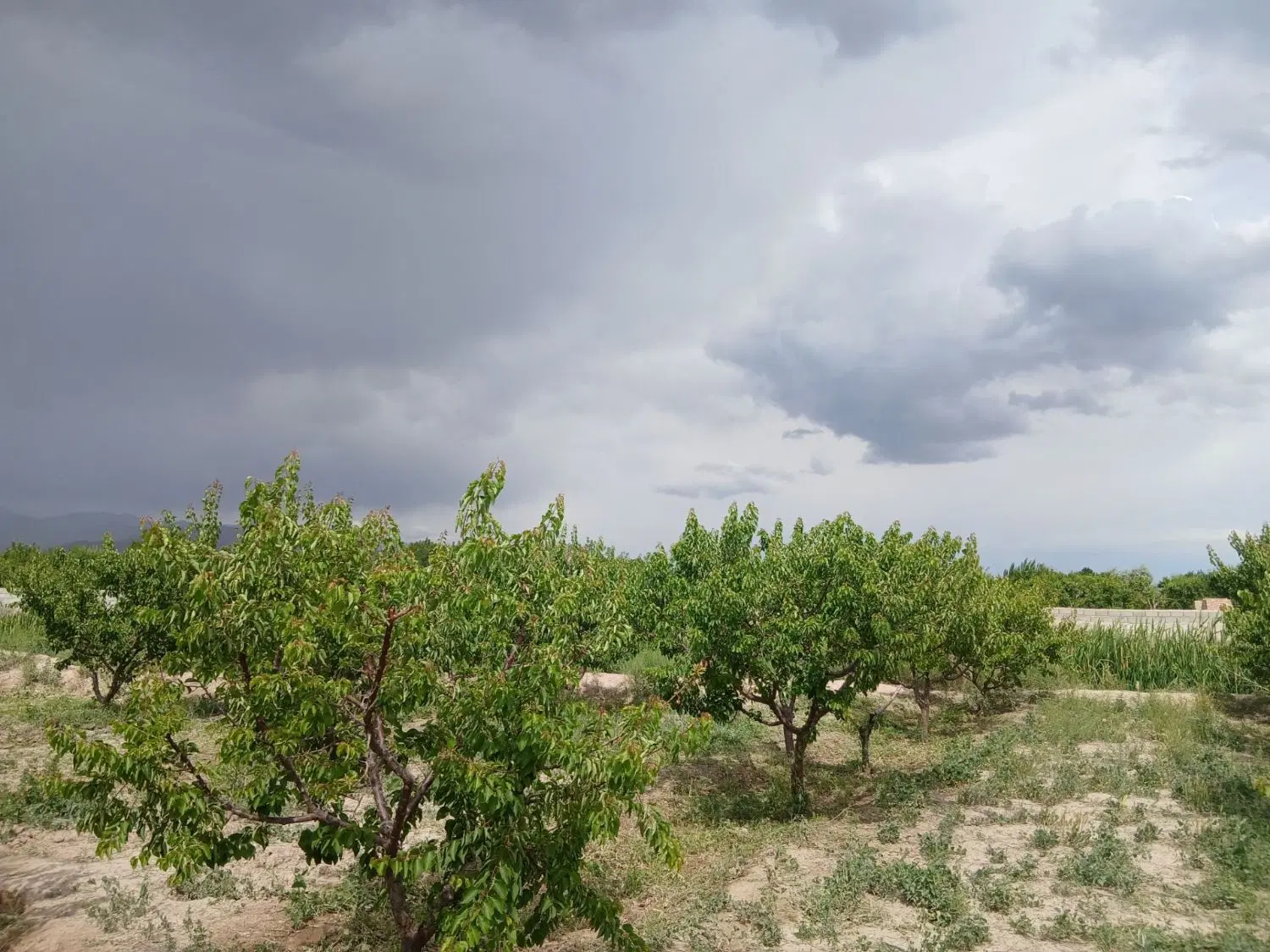 باغ و زمین در شبستر