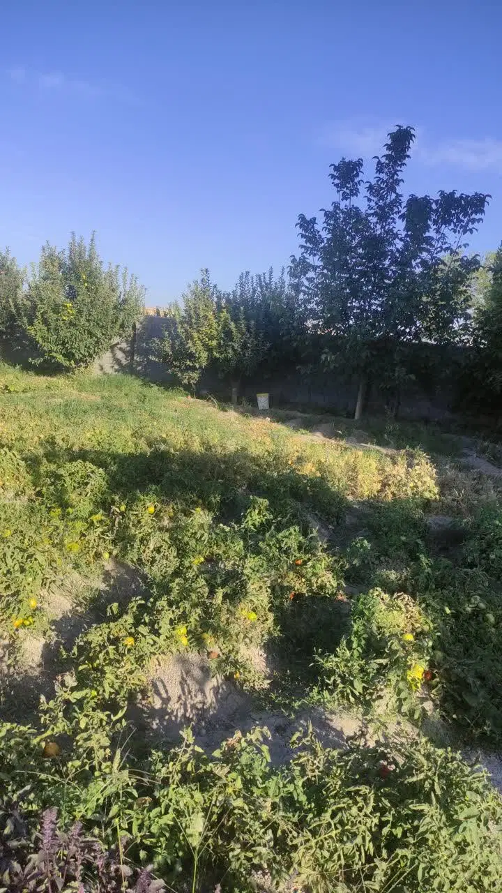 باغچه کشاورزی