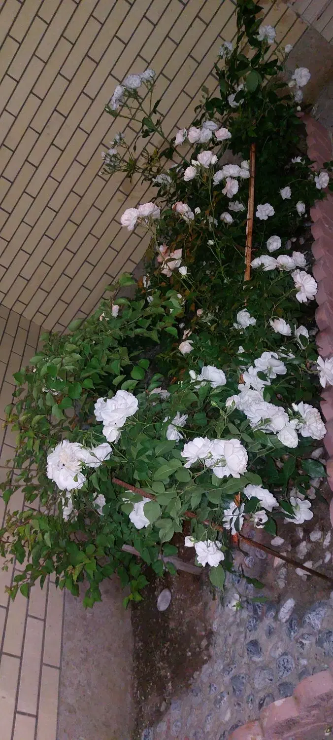 اجاره مغازه ۲۴متری واقع در گلباران