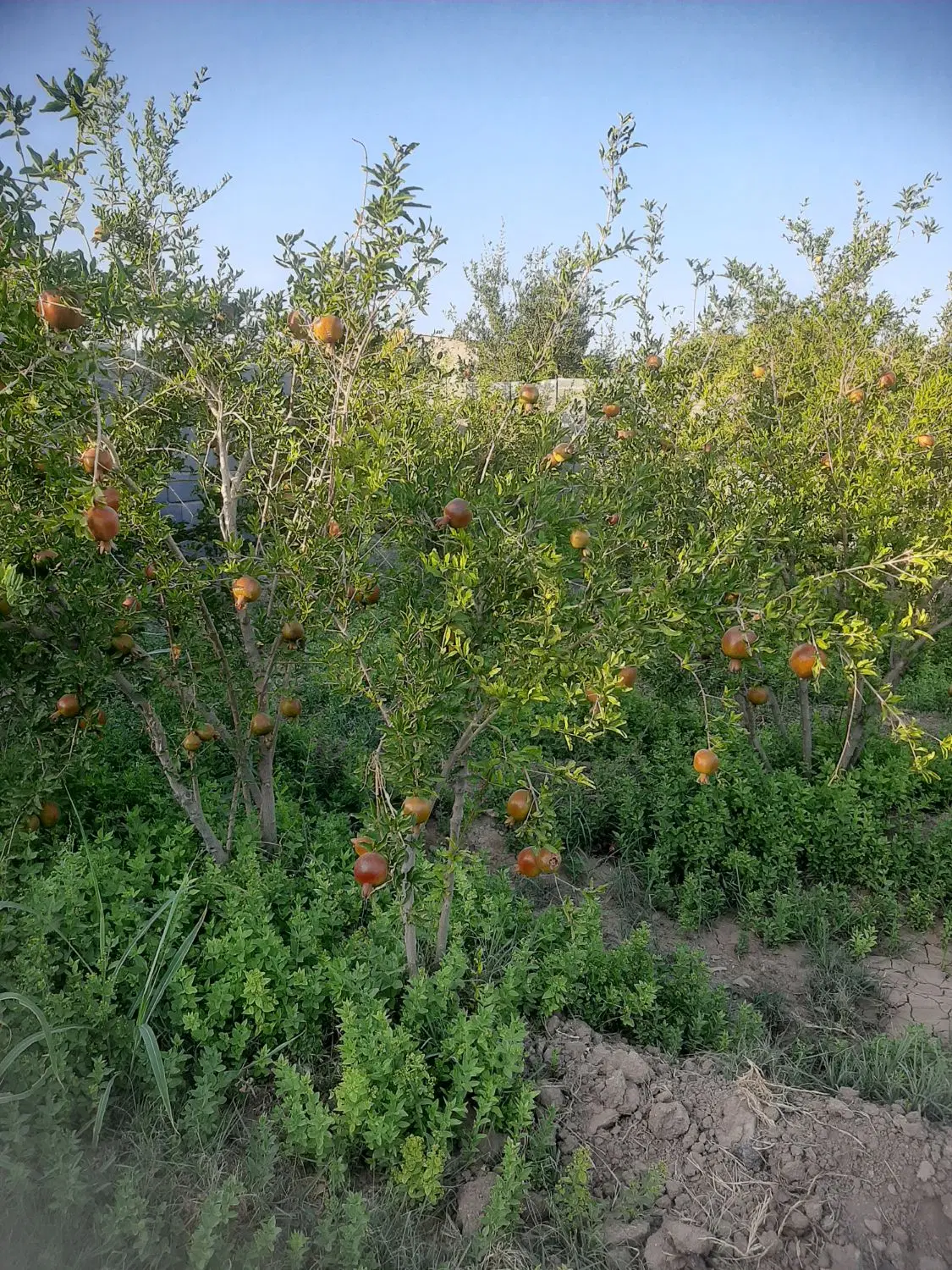 باغچه باغی ۵۰۰متری