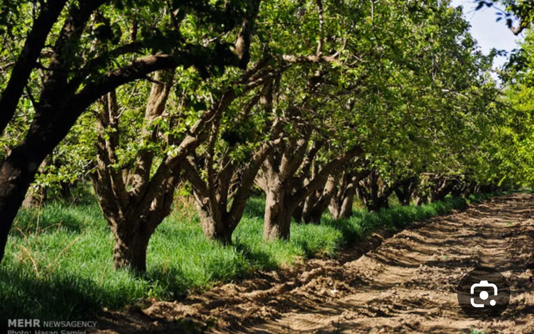فروش زمین زراعی و باغ