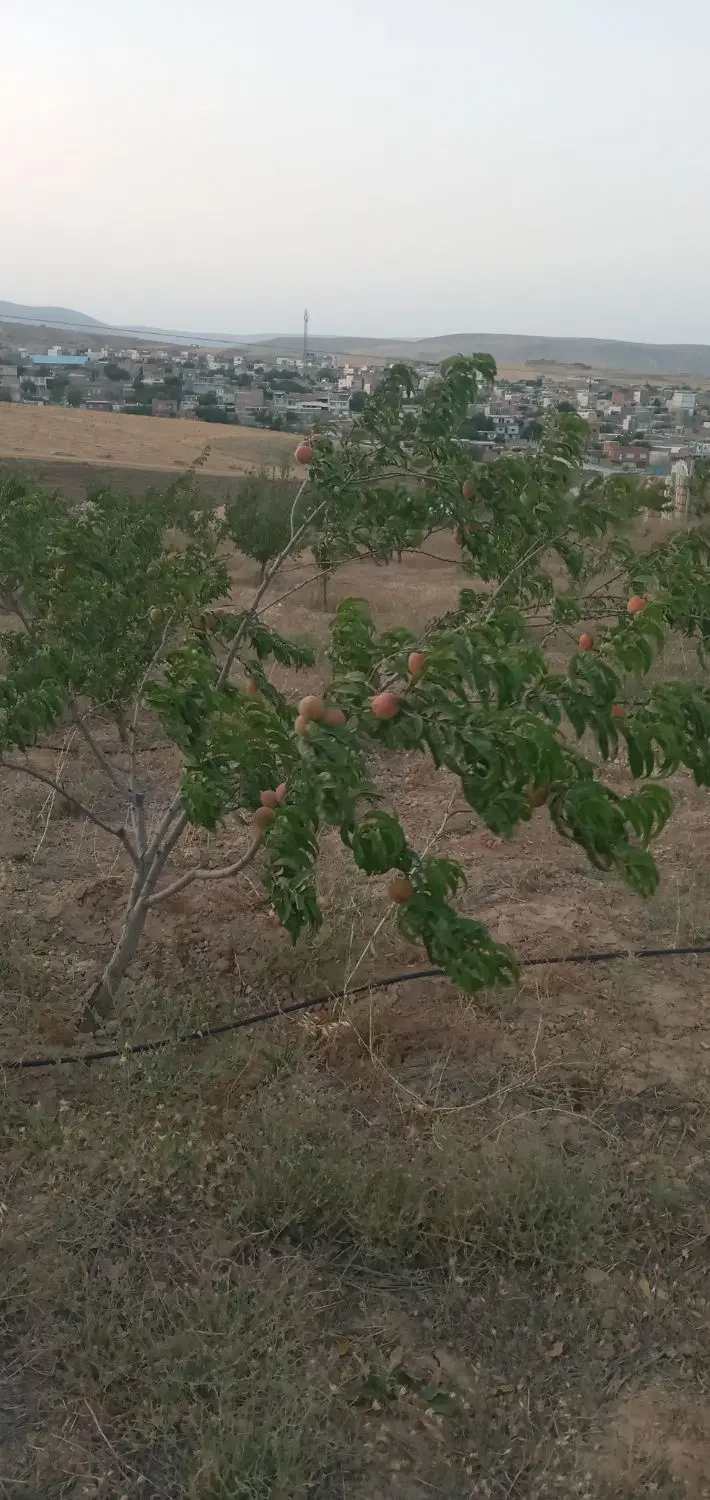 باغ فروشی