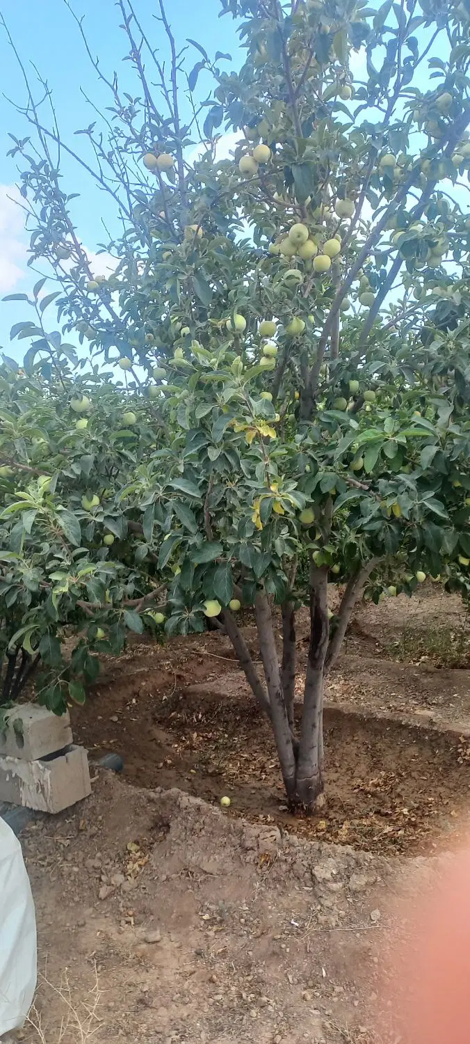 فروش باغ