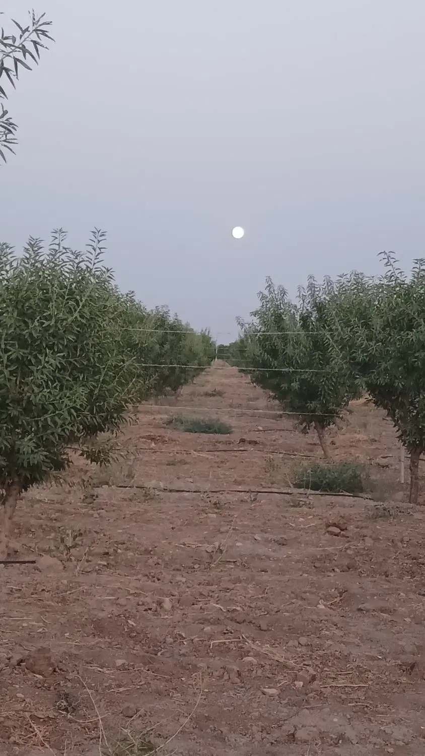 فروش باغ ۹۰۰متری قشلاق