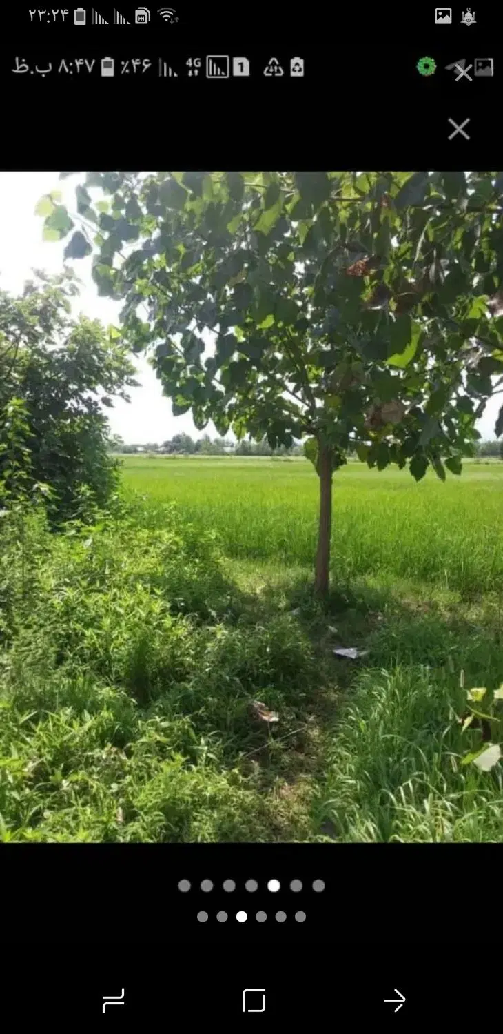 فروش ۲۰۰۰ متر زمین شالی مکانیزه