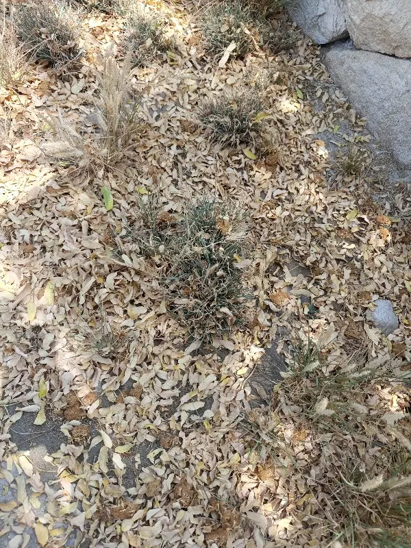 زمین مسکن مهر قلعه قاضی