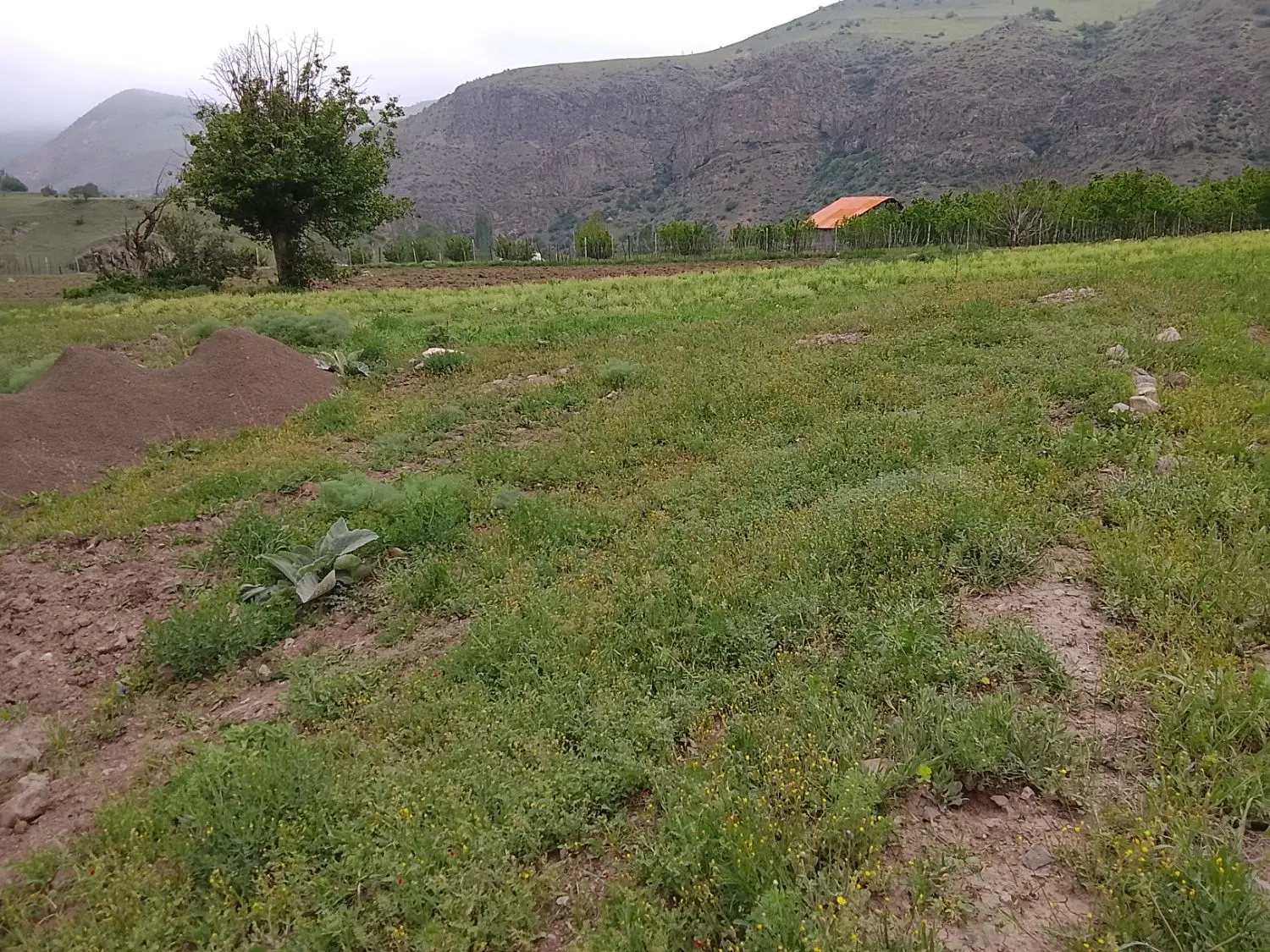 زمین جنگلی دیلمان معاوضه با خودرو