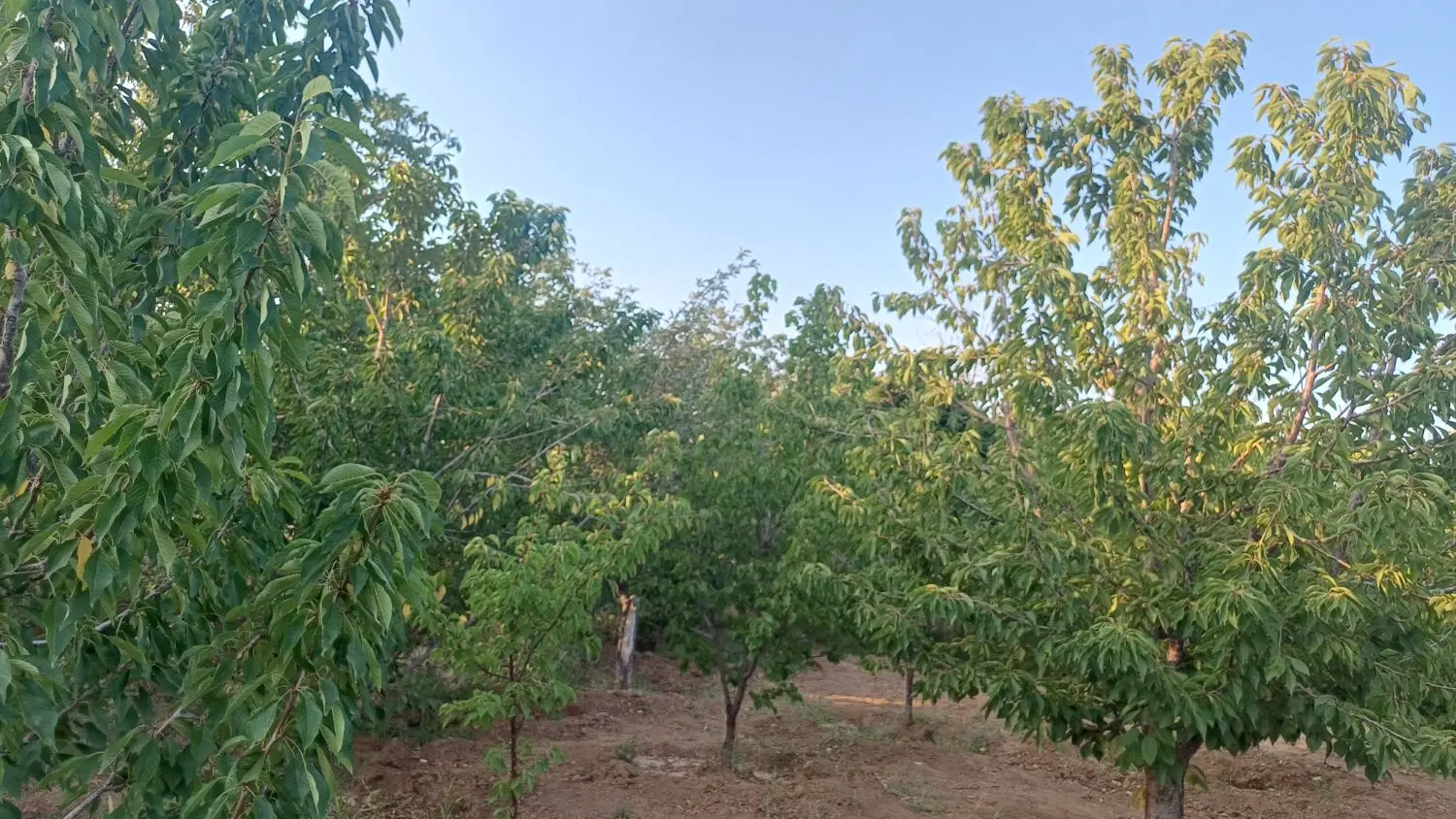 باغ گیلاس، بادام، گردو،آلبالو و سیب