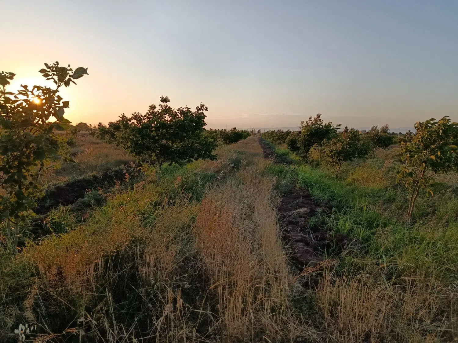 ۲هکتار زمین باغی اقبالیه قزوین