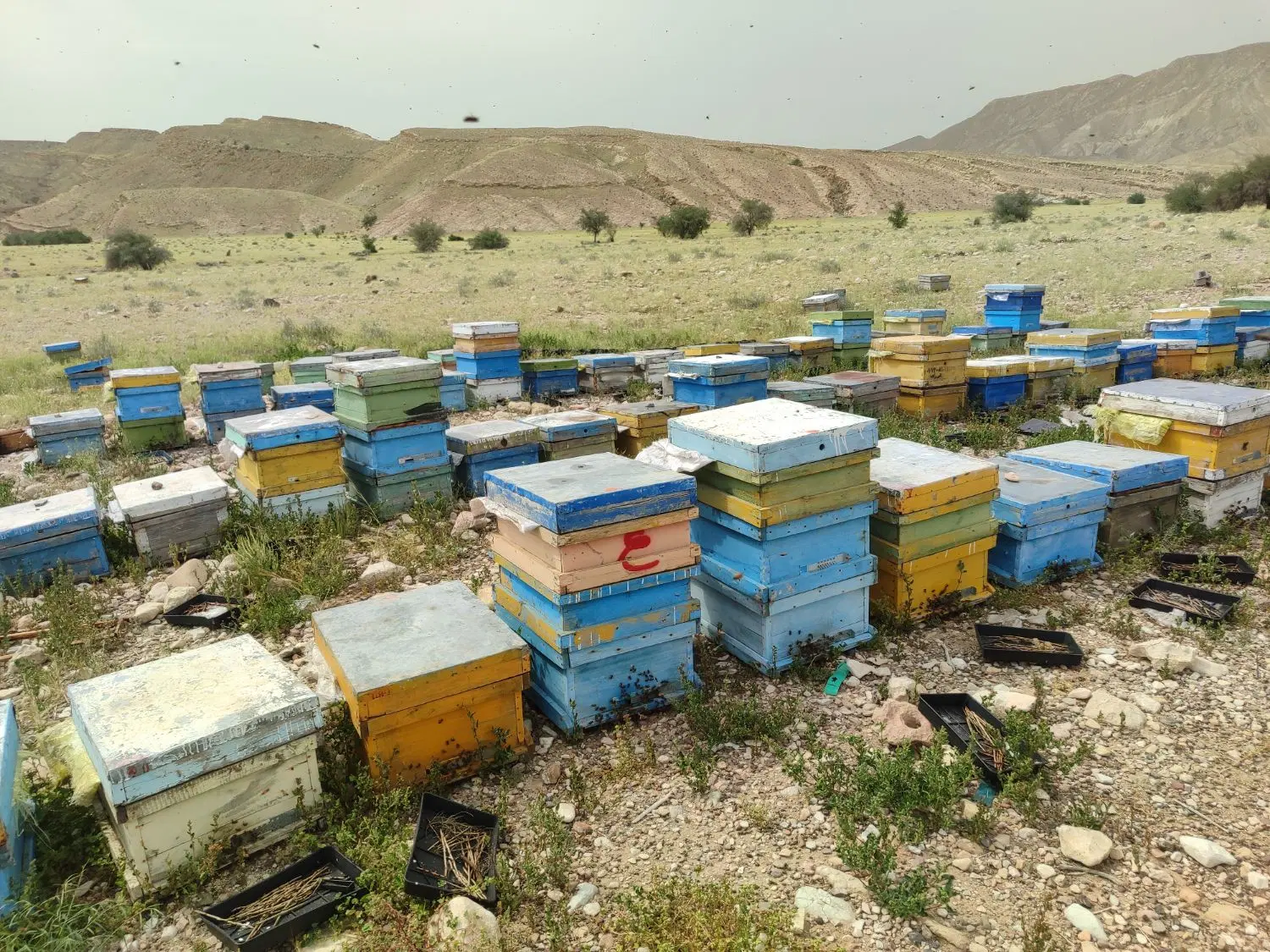 اجاره زمین برای زنبور