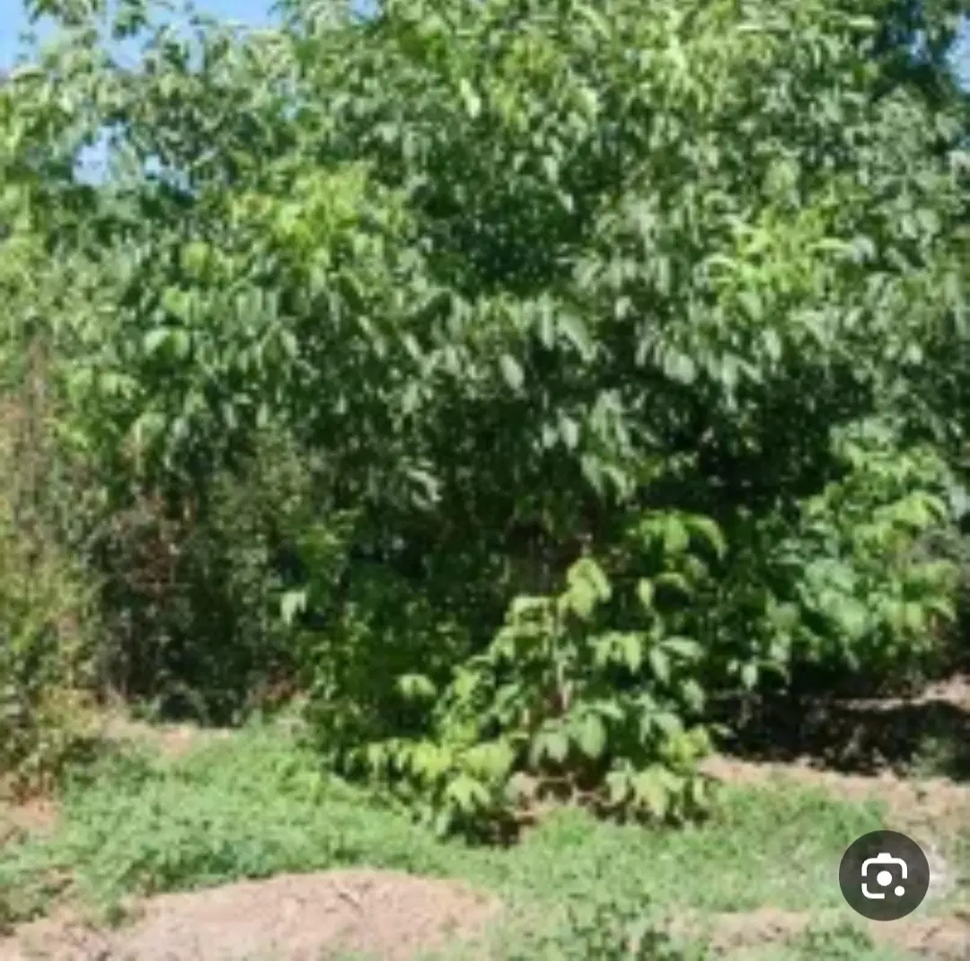 اجاره باغ گردو تویسرکان