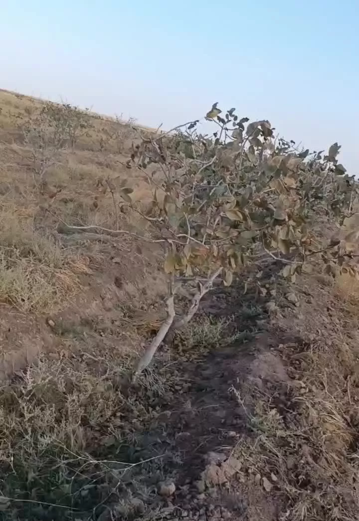 باغ پسته 1350میلیارد