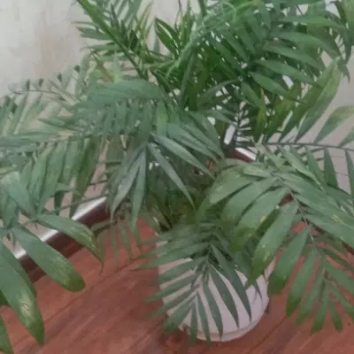 فروش زمین باغچه