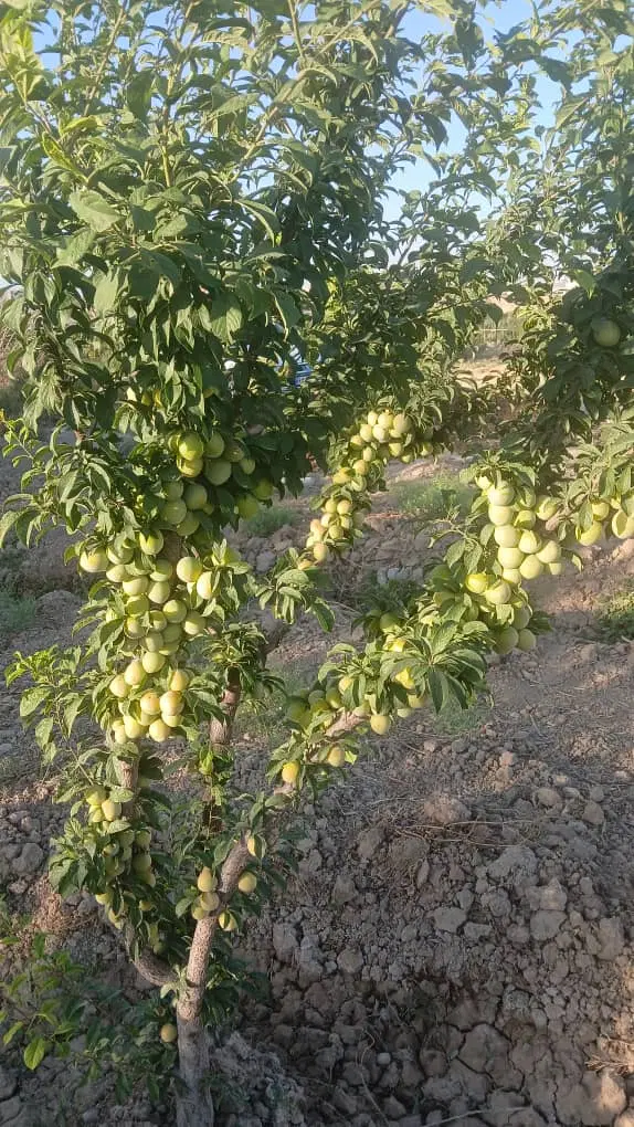 باغچه  ۱۰۰۰ متری در روستای علی آباد طپانچه