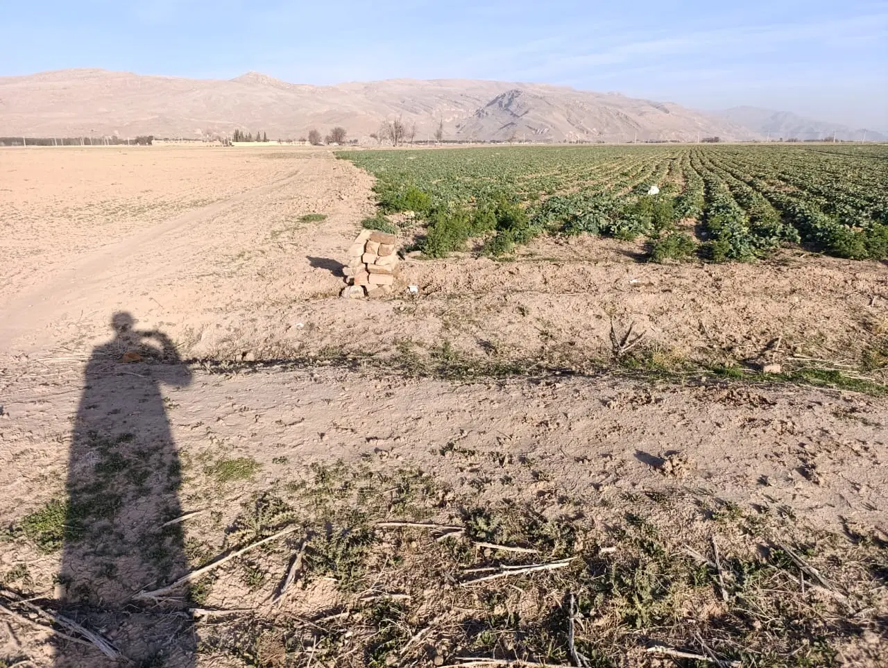 زمین کشاورزی با سند تک برگ