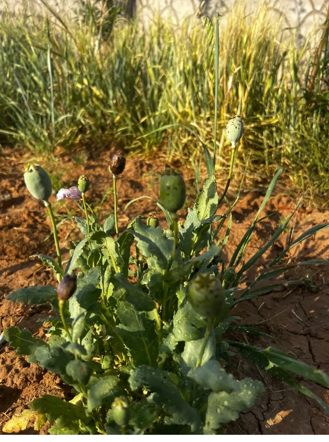 باغچه در ورامین -ایجدان