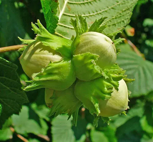 باغ فندوق
