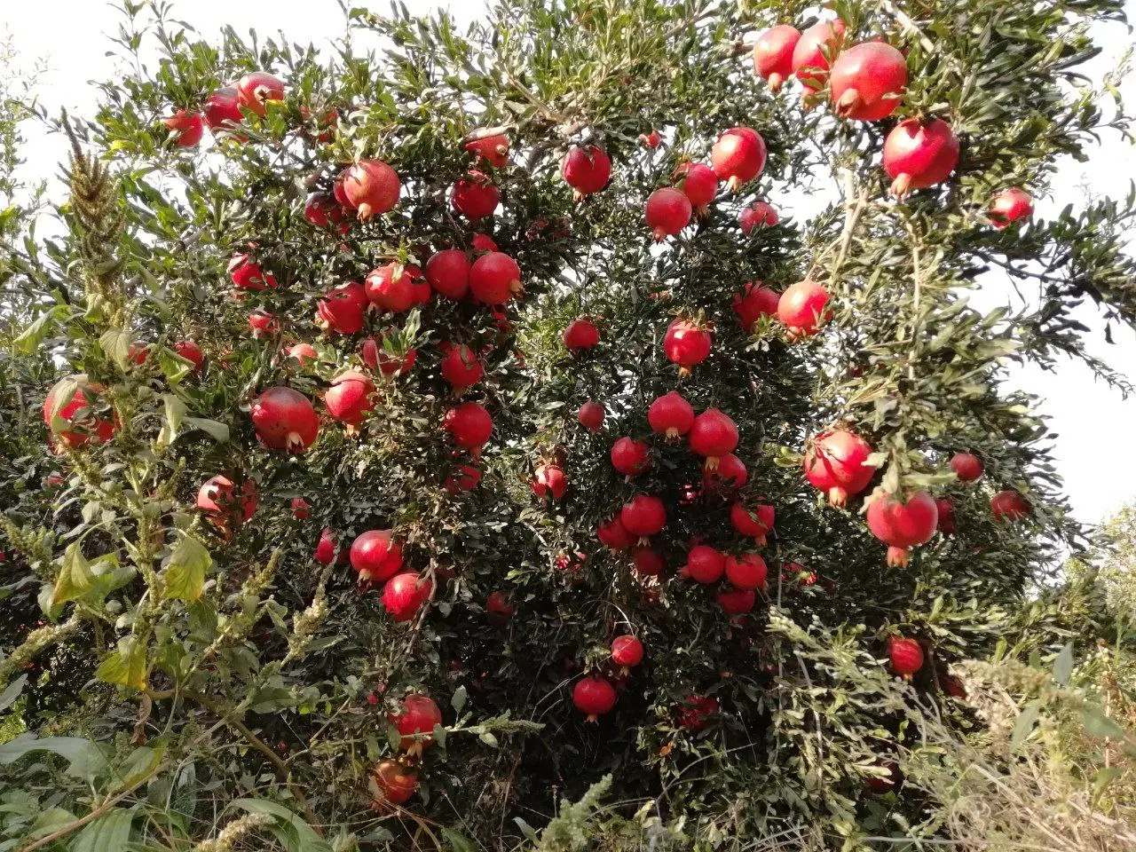 زمین ویلایی نزدیک شهرک صنعتی ۸۲۵ متر بحر جاده اصلی
