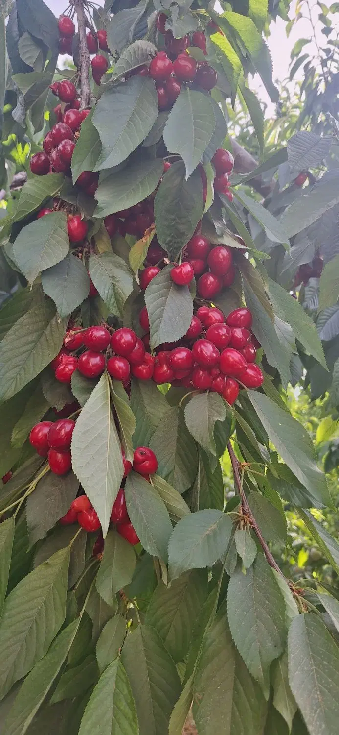 ّباغ با سند تک برگ