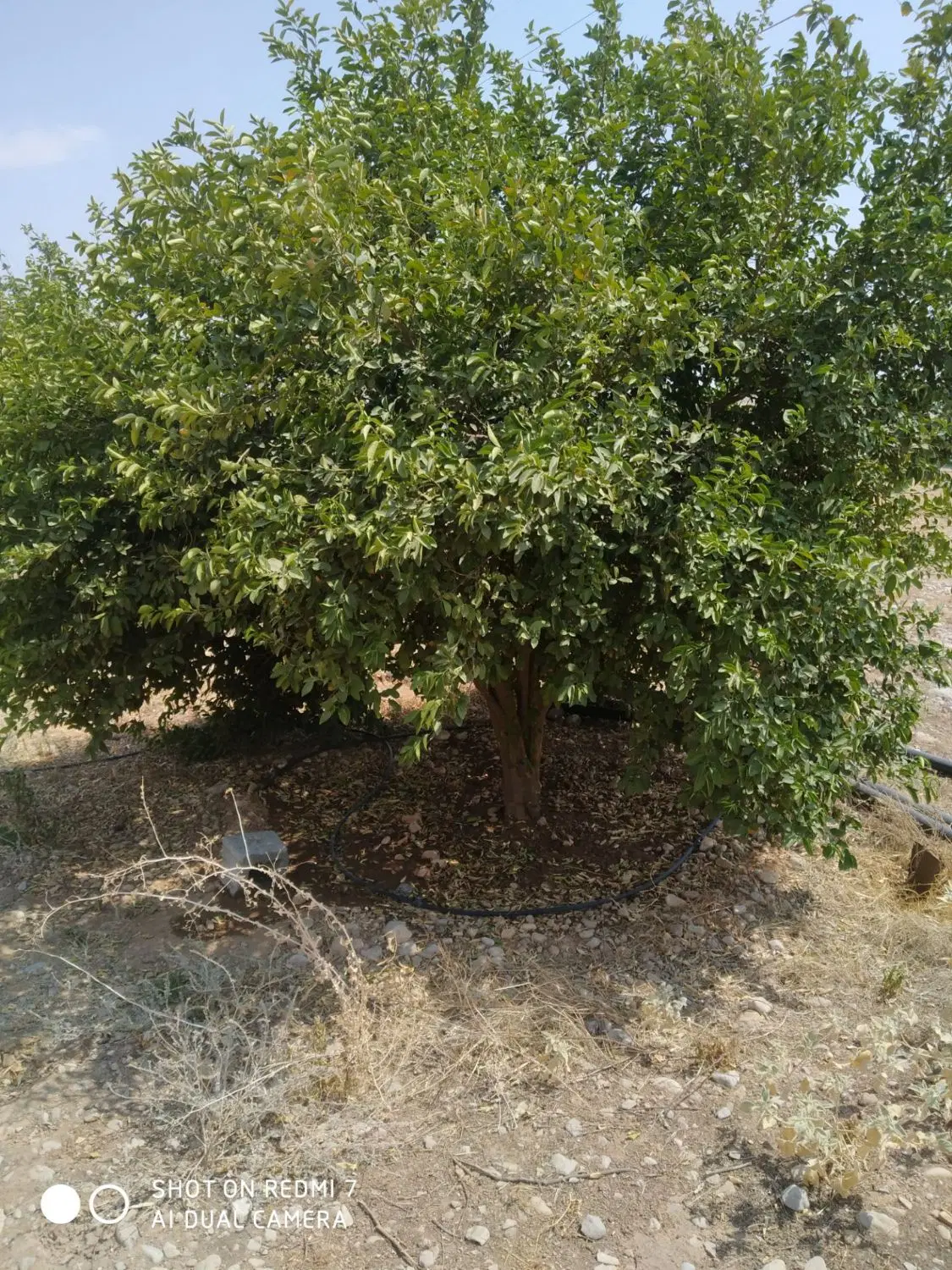 باغ تلخاب شیرین