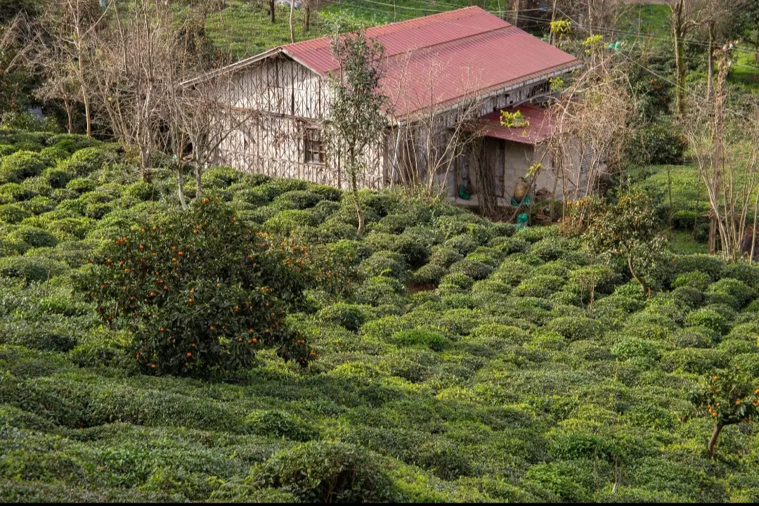 باغ چایی