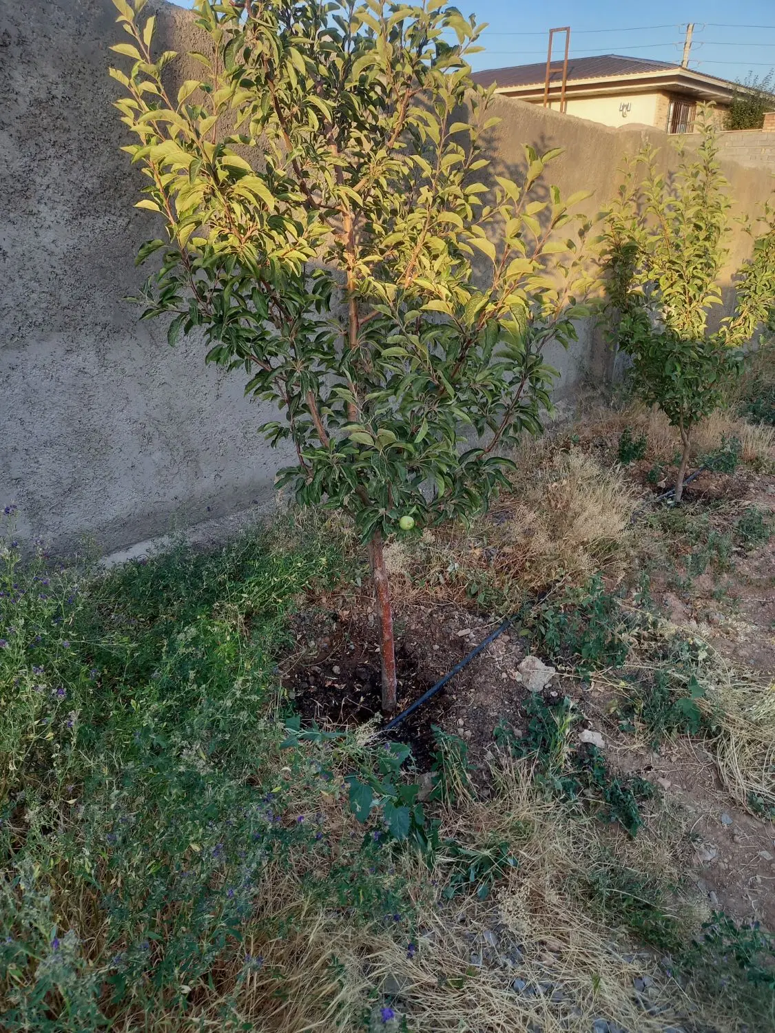 باغچه چنار شرق ۳۴۴ متر کوچه استخر