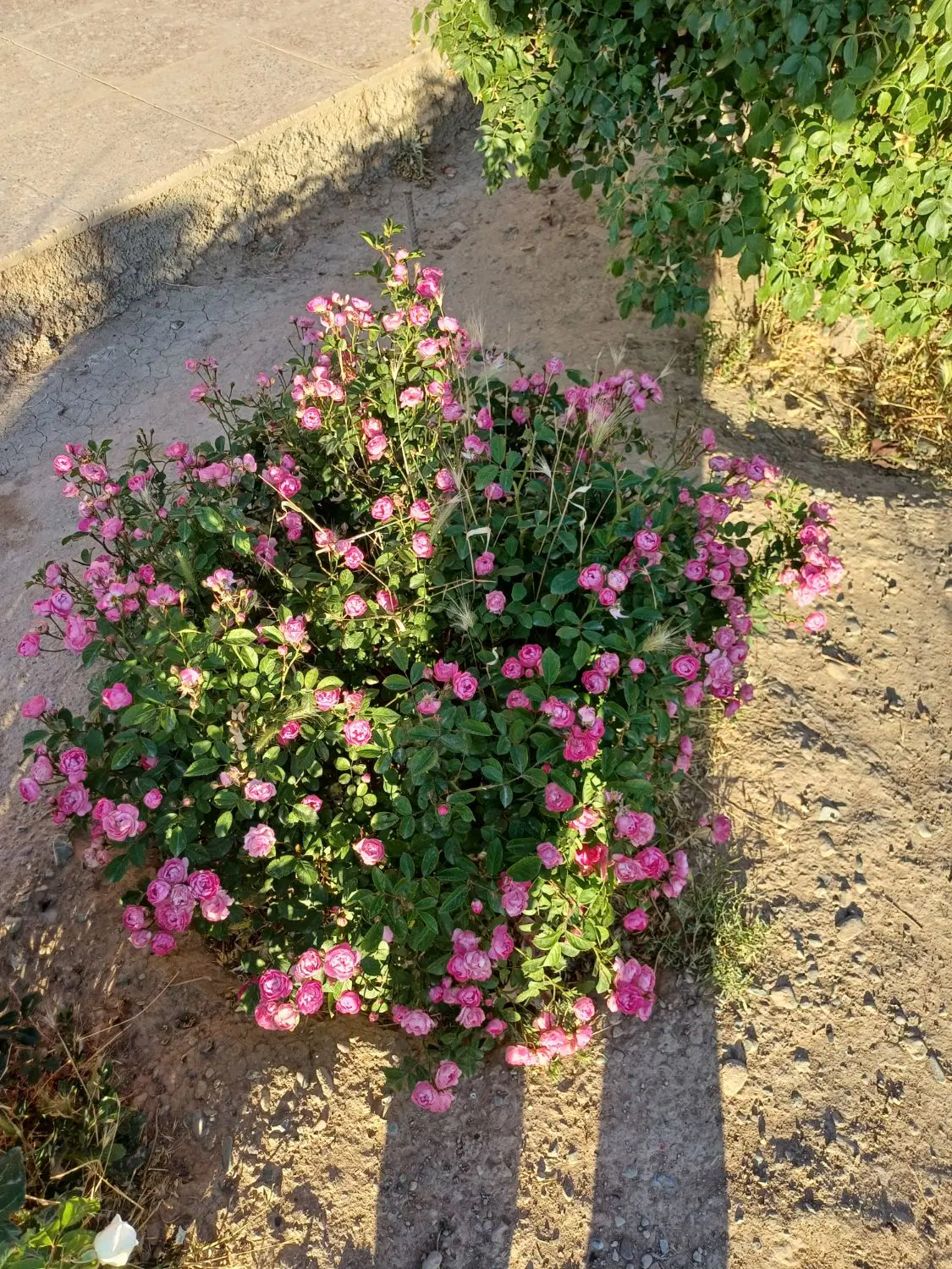 باغ چهار دیواری سند دار