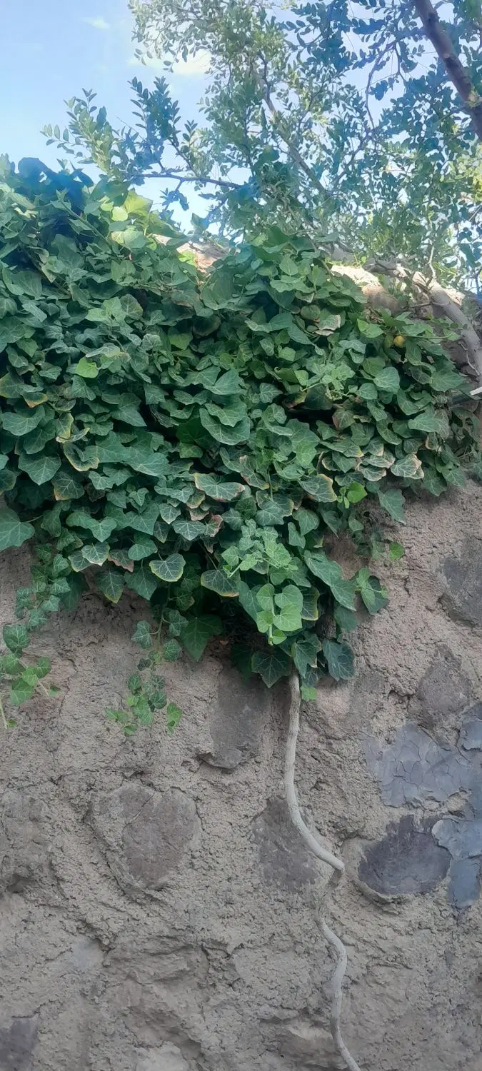 زمین ۵۰۰ متری