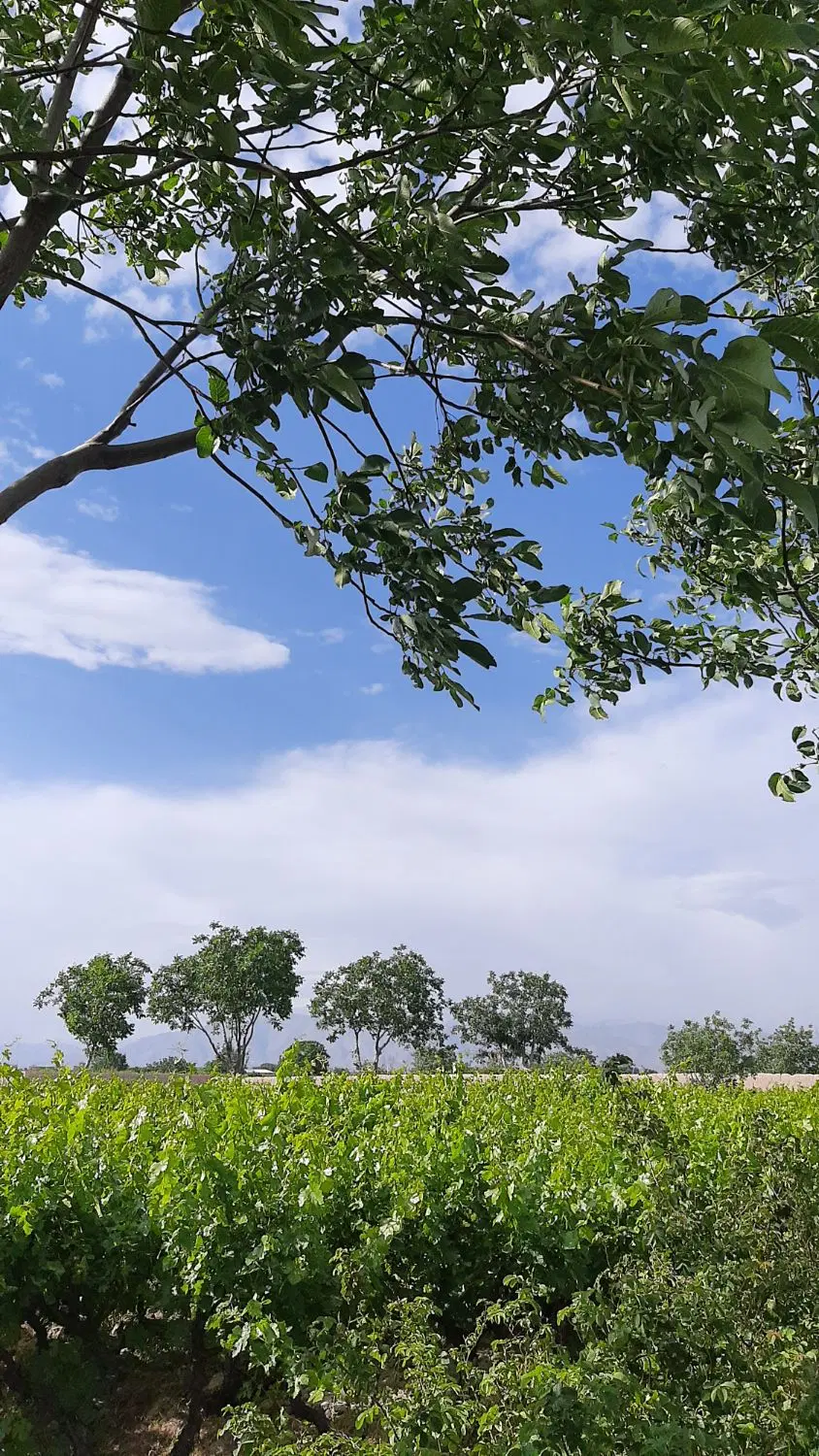 باغ 1000 متری و 3000 متری فردوسیه