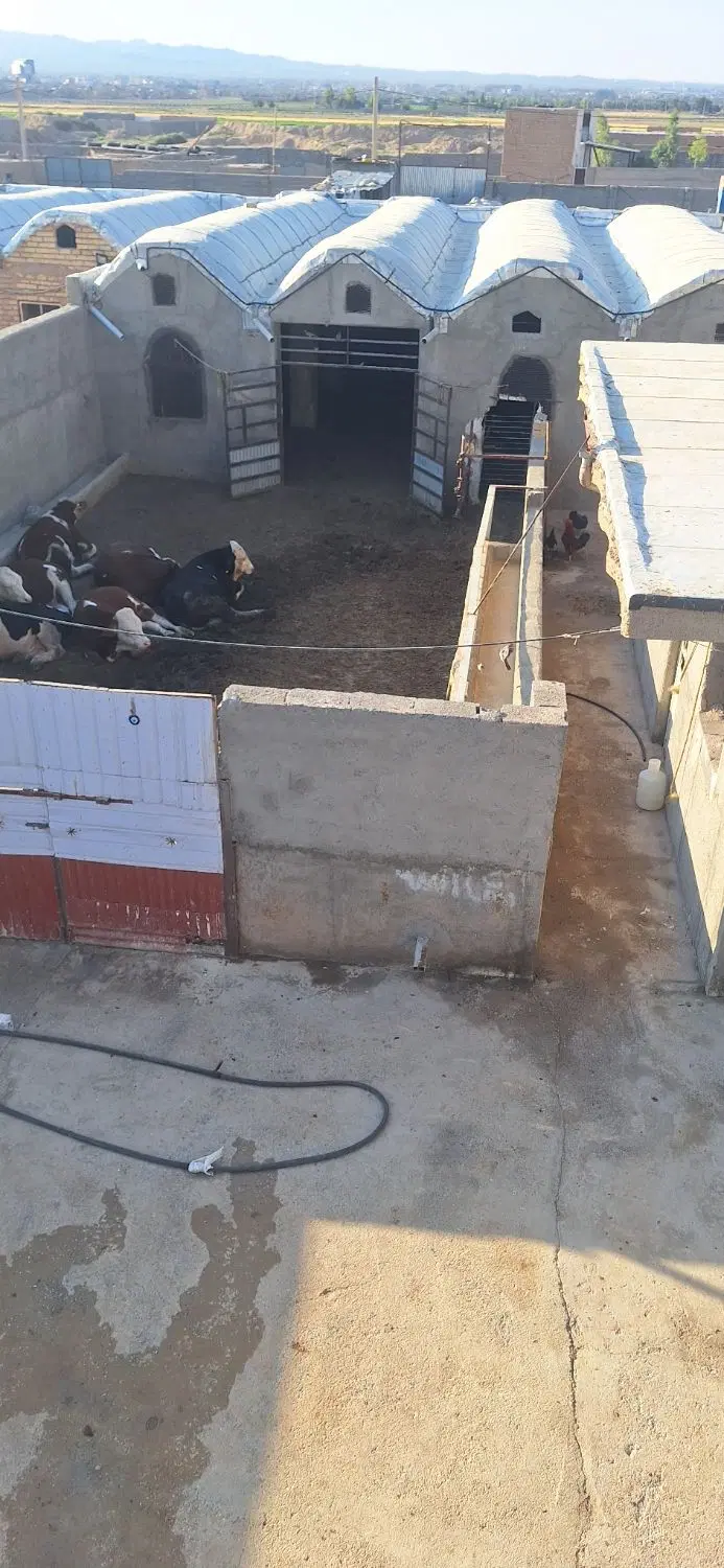 اجاره گاو داری قلعه