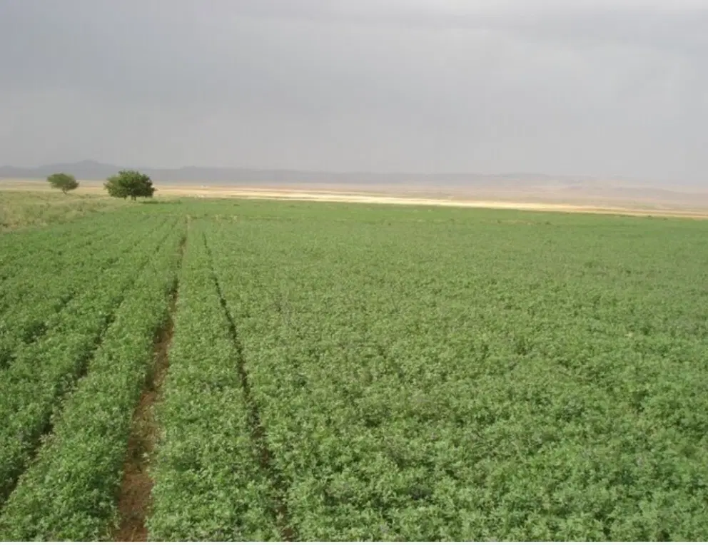 یونجه