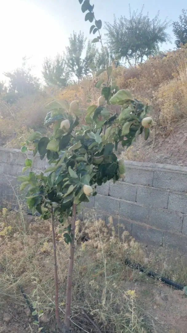 .. باغ ویلا
