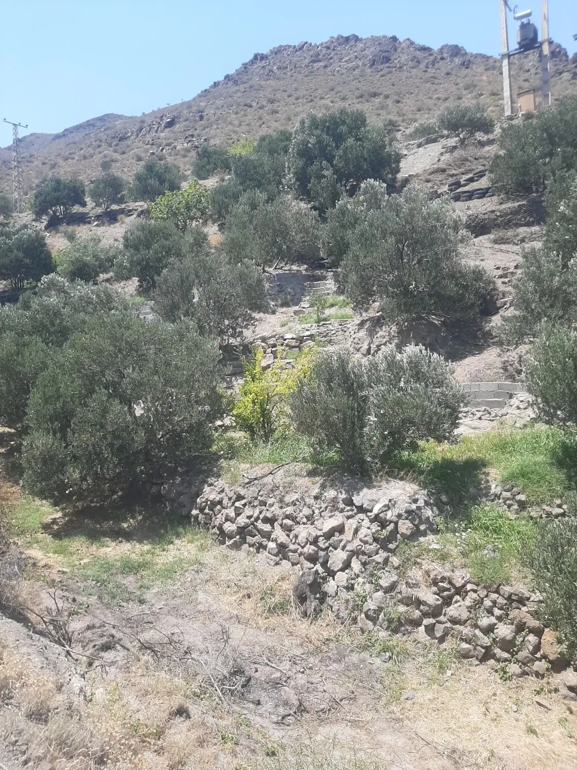 باغ زیتون