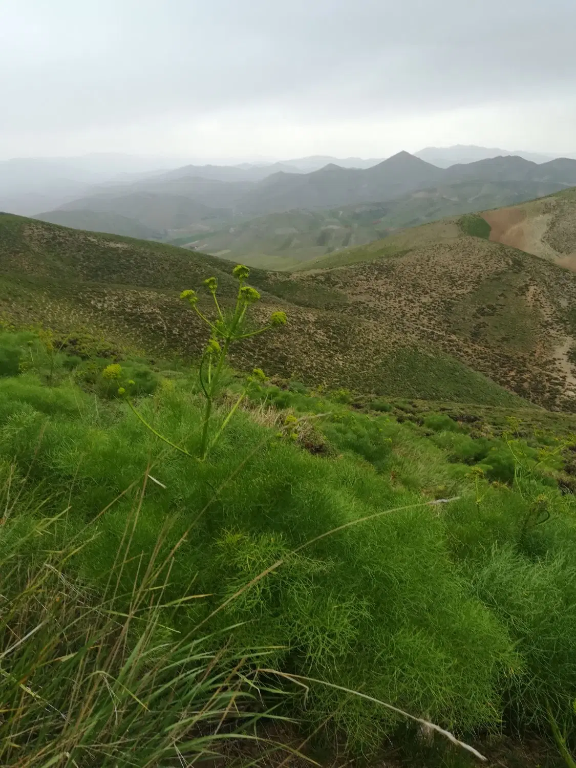 فروش زمین کشاورزی  در روستای باتمان