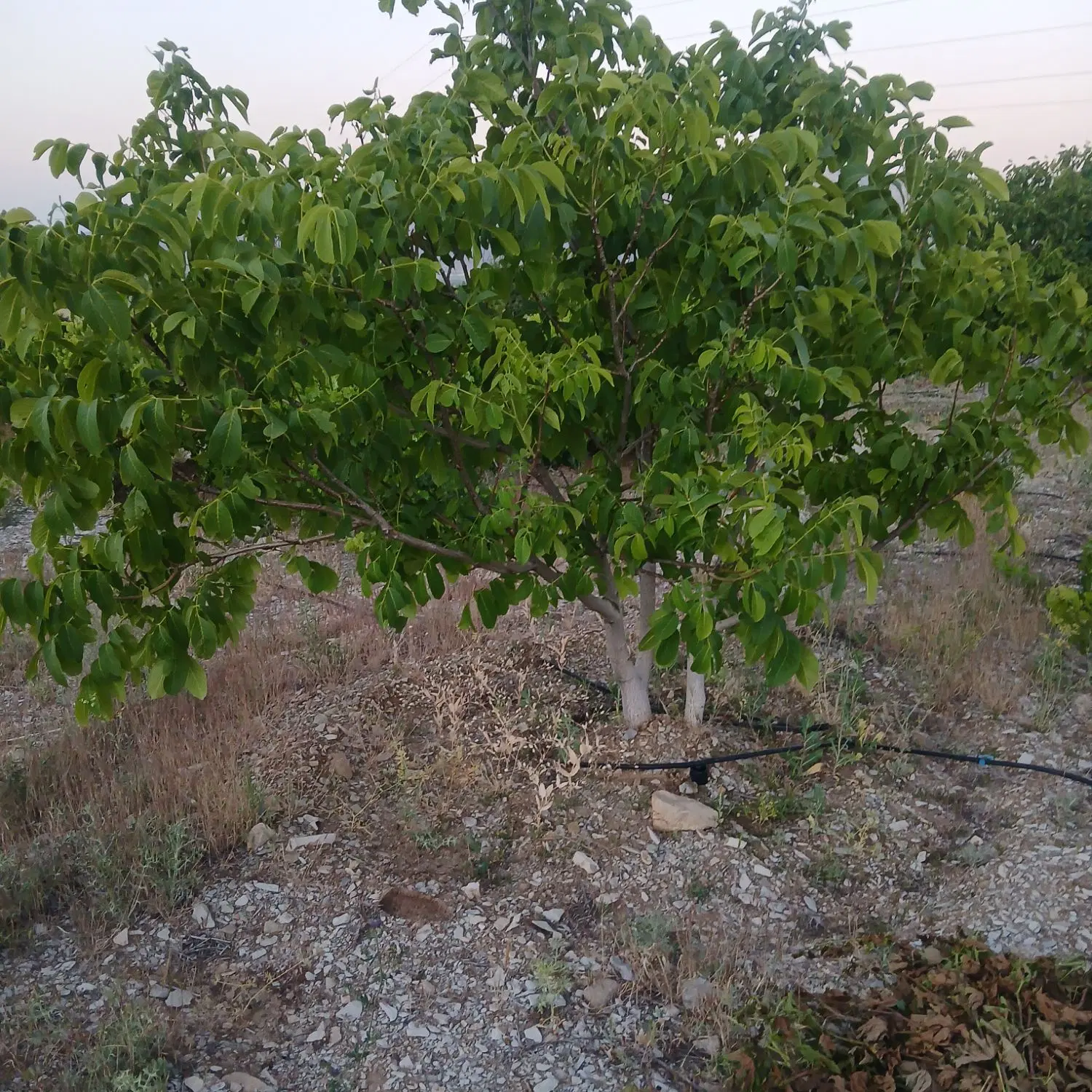 زمین مناسب باغ شهری دشت ارژن