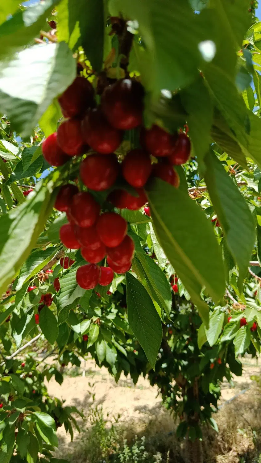 باغ طرح عمان